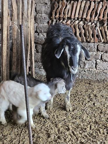 Козы, козлы: Продаю | Коза (самка) | Для разведения — 8