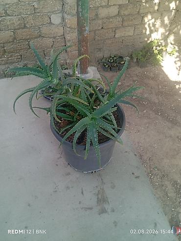 Aloye (Aloe vera) – böyük plastik dibçəldə çoxgövdəli nümunə - Bitki lalafo.az -da Aloye (Aloe vera) – böyük plastik dibçəldə çoxgövdəli nümunə - Bitki