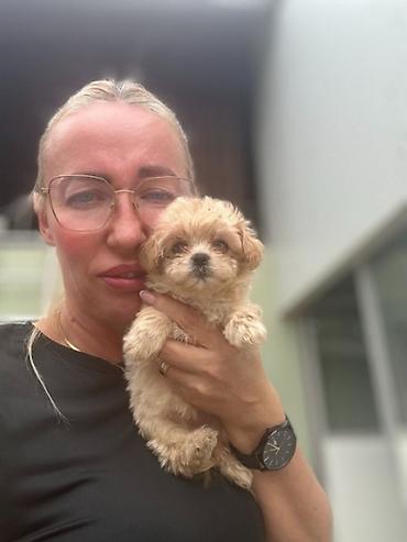 razne životinje: Maltipoo vrhunske genetike u registrovanoj odgaivacnici Bahu Djokovic — 5