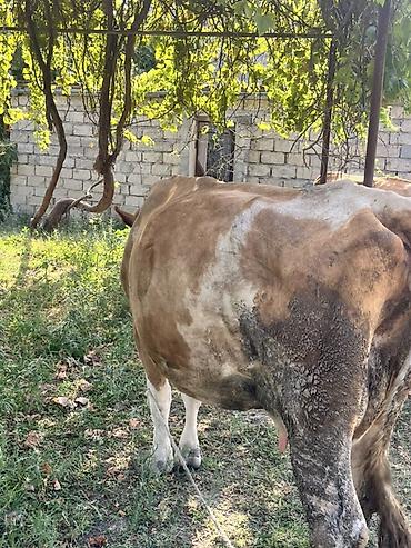 tap az sudluk inəklər: Real alıcıya endirim olacaq ana bala satılır ana biğazdı anada cins — 2