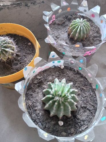 Otaq bitkiləri: Diqqetle oxuyun!! şekildeki ustu çiçekli kaktusun artirmalaridir — 8