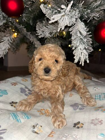 Psi: Pudla, rasa poznata po svojoj visokoj inteligenciji, eleganciji i na lalafo.rs — 12 Psi: Pudla, rasa poznata po svojoj visokoj inteligenciji, eleganciji i — 12