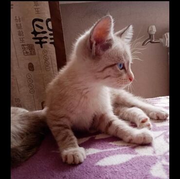 русская короткошерстная кошка: Отдаем даром кошку 9 месяцев девочка к лодку приучена всё имеется