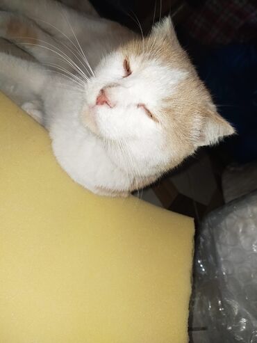 Pişiklər: Şotland yastı qulaq — 7