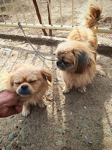 itlerin novleri: Pekines, 2 ay, Erkək, Ünvandan götürmə — 2