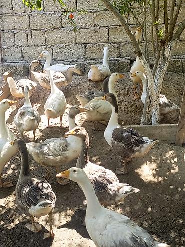 qusarda inek satilir: Salam yerli qazlar 27manat 31dene qazdi emircan — 1