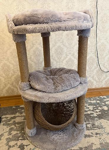 Pişiklər: Britan, Erkək, Dişi, Yaxşı əllərə, Ünvandan götürmə, Pulsuz çatdırılma, Ödənişli çatdırılma — 31