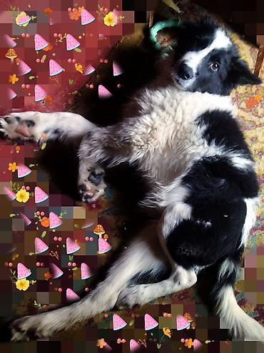 Отдам даром собаку: Собака даром: 5 месяцев, Самец, С прививкой — 2