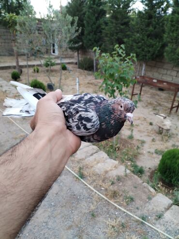 Göyərçinlər: Göyərçin satılır. Rəngi qarışıq, sağlam və aktiv quşdur. Həyətinizə və
