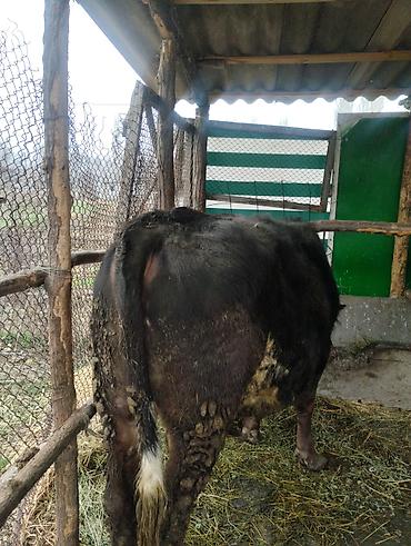 Другие животные: Другие животные — 3