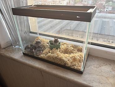 akvarium az: QİYMƏT NƏ VERƏRSİZ VERƏRSİZ - köçürəm deyə satıram 0554062636 WhatsApp — 1