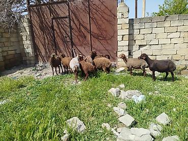Qoyunlar, qoçlar: Qoyun sürüsü satılır Salam 5 qoyun 5 qüzû satılır ünvan novxanı cavan — 3