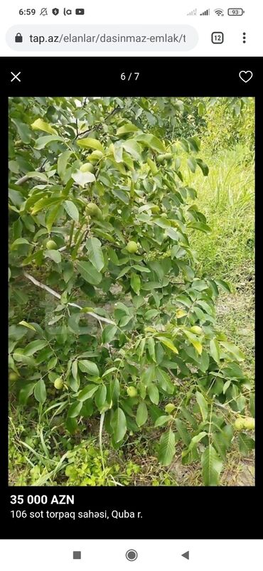 is elanlari xacmaz: 106 sot, Kənd təsərrüfatı