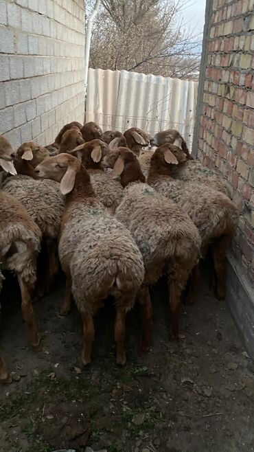 Бараны, овцы: Продаю | Овца (самка) | Арашан | Для разведения | Матка — 4