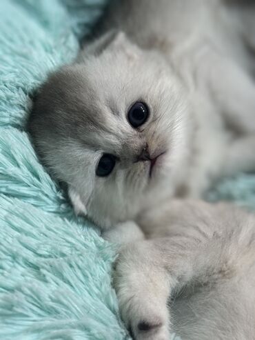 Продажа кошек: Скотиш Фолд (Шотландская вислоухая), 2 месяца, Девочка at lalafo.kg — 11 Продажа кошек: Скотиш Фолд (Шотландская вислоухая), 2 месяца, Девочка — 11