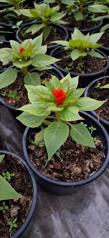 roza gul: Məhsul: Celosia cristata (Xoruztoyuğu, “toyuq tacı”) – qırmızı rəngli — 6