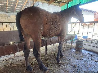 Лошади, кони: Продаю | Кобыла (самка) — 7