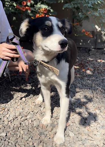 Отдам даром собаку: Собака даром: Дворняжка, 2 года, Самка, С прививкой — 8