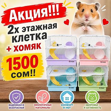 Животные: 🐹 Готовый пушистый друг — без забот! 🏡 Джунгарский хомяк (1,5 месяца) — 1