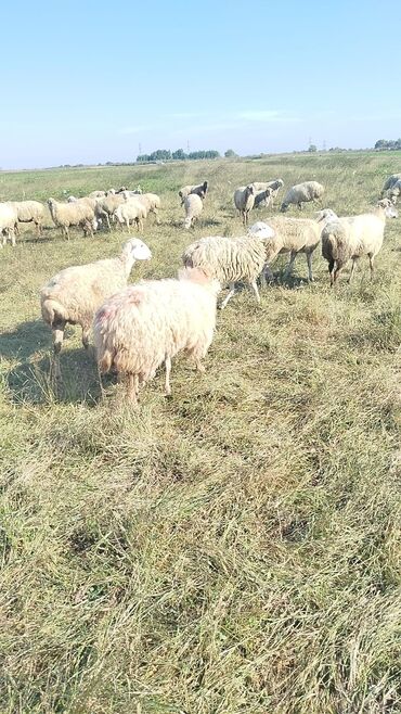 qoyun qiyməti 2024: 3 Noyabr 420 baş Boğaz Şişəklər Satılır Yetik İstəyən əlaqə saxlaya