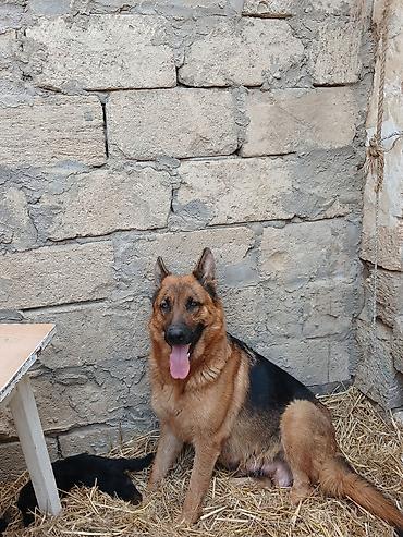 itlər bala: Alman çoban iti, 2 ay, Ödənişli çatdırılma — 4