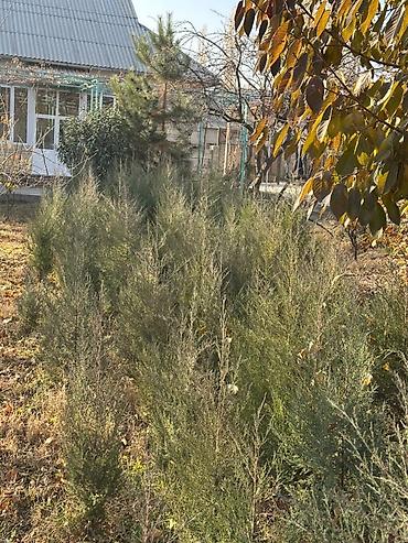 Другие декоративные деревья: Каштан крымский 2метр 800сом 3метр 1000сом — 9