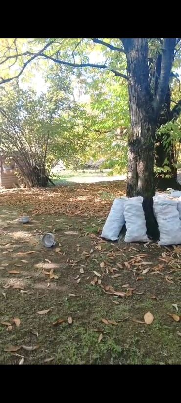 gül qutusu: Qəbələ rayonu Vəndam kəndi torpaq sahəsi satılır 10 sot qaz işıq su