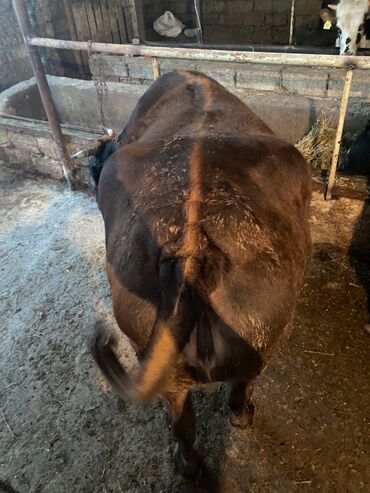 Коровы, быки: Ünvan məhəmmədi kök maldı
