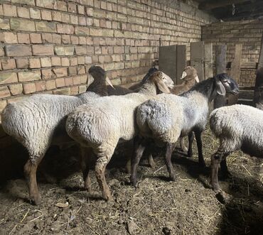 продаю в связи с переездом: Продаю | Ягненок | Эдильбаевская | Для разведения