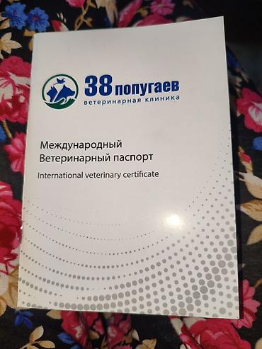 Продажа собак: Чихуахуа, 3 месяца, Самец, С прививкой — 19