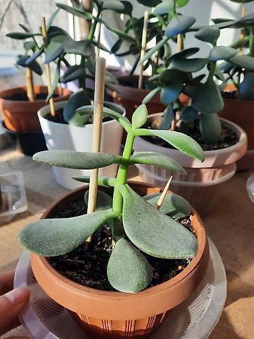 Денежное дерево: Денежное дерево приносит благополучие в дом, где растет, хорошо — 12