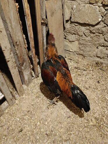 Xoruzlar: Yapon 1 yaş yarımlıq heyvandı problemsiz heyvandı barter yalnız şamo — 5