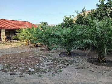 hasar setkaları: Dekorativ xurma palmaları – landşaft üçün - Növ: dekorativ xurma — 1