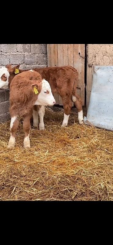 Dana, buzov: Iki ədəd erkek dana biri 2 aylıq biri 51 günlük ikisidə erkrkdi temiz — 12