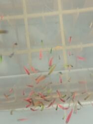 cins inekler azerbaycanda: Yırtıcı