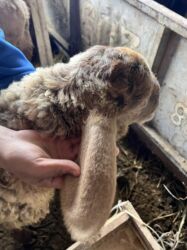 Бараны, овцы: Продаю | Баран (самец) | Эдильбаевская | Для разведения — 10