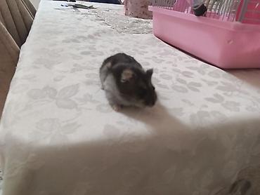 Qəfəslər: Siçan/hamster ile 2 mərtəbəli!qəfəs dəsti 'qızdı yemək və qumu ile — 8