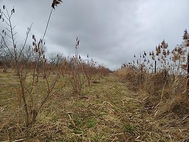 Torpaq sahələrinin satışı: Kənd təsərrüfatı -da lalafo.az — 12 Torpaq sahələrinin satışı: Kənd təsərrüfatı — 12
