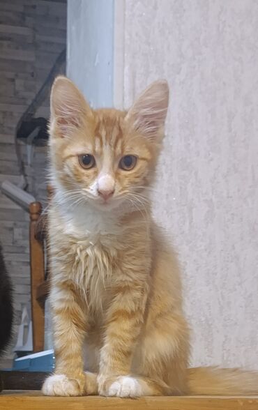 Sibir, Erkək, Yaxşı əllərə, Ünvandan götürmə