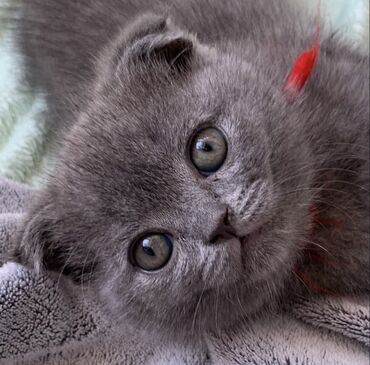 Pişiklər: Şotland yastı qulaq, Erkək, Dişi, Ödənişli çatdırılma, Ünvandan götürmə -da lalafo.az — 14 Pişiklər: Şotland yastı qulaq, Erkək, Dişi, Ödənişli çatdırılma, Ünvandan götürmə — 14