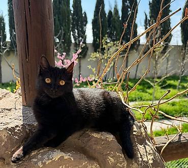 Pişiklər: Dişi, Yaxşı əllərə — 2