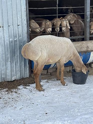 Баран, овца: Продаю | Овца (самка) | Арашан | Для разведения | Матка — 15