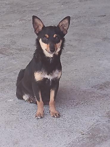 İtlər: Miniature Pinscher və şivava qarışığı cins həyət itləri satılır. Erkək — 3