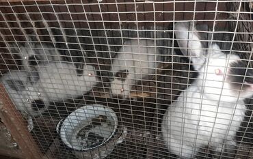 комбикорм для кроликов: Продаю калифорнийских кроликов имеетмя две линии
