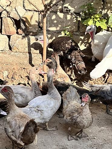 ucuz yem: Satılır: hinduşka və muskus ördəkləri (indyuk və indoutka) Təsvir: - — 4
