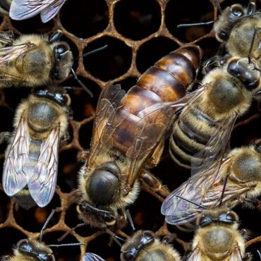 ana ari satışı: Ana arı satışı 2024 yeni mayalanmış Buckfast Karnika Qafqaz cinsləri