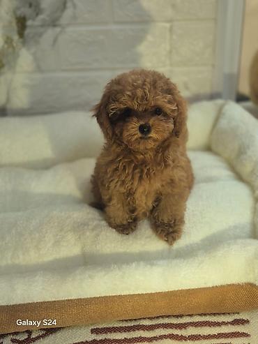 minyatür poodle: Pudel, 3 ay, Dişi, Peyvəndli, Ödənişli çatdırılma — 3