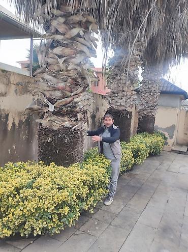 palm angels: Palma wasinqton istənilən fəslində əkilir zəmanət verilir dərmanlanir — 8