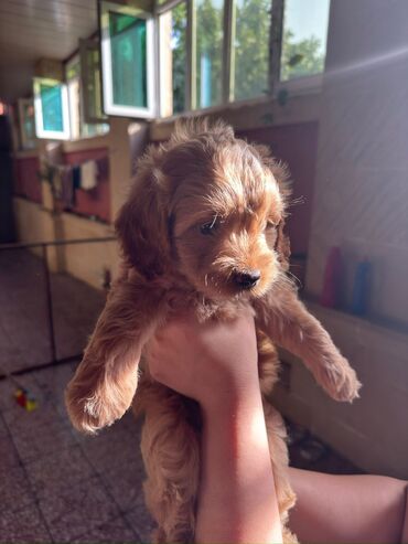 Мальтийская болонка, 2 месяца, Самка, Самовывоз, Платная доставка