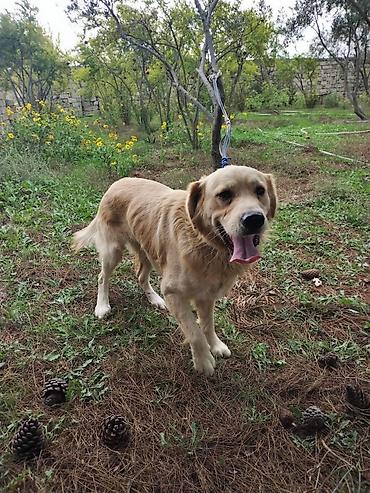 cücə və xoruz: Golden Retriever itin yiyəsi axtarılır. Boş bekar adamlar narahat — 4